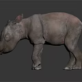 3D Rendered Baby Rhinoceros With Pinkish Gray Appearance On Dark Reflective Surface