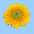 Bright Sunflower With Yellow Petals And Green Center On Blue Background