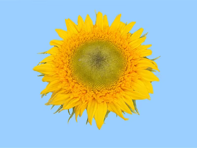 Bright Sunflower With Yellow Petals And Green Center On Blue Background 3d model