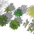 Different Ground Cover Plants For Garden Landscaping With Green Foliage And Flowers
