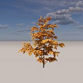Tall Tree With Yellow Leaves Growing In Green Grass Under Blue Sky
