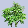 Healthy Green Shrub With Lush Dense Foliage And Natural Branch Structure In Garden