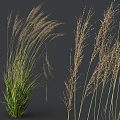 Ornamental Shrubs with Slender Green Leaves Spike like Inflorescences and Natural Growth Form