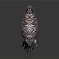Colorful Striped Squid With Turquoise Tentacles And Purple Patterns On Dark Surface