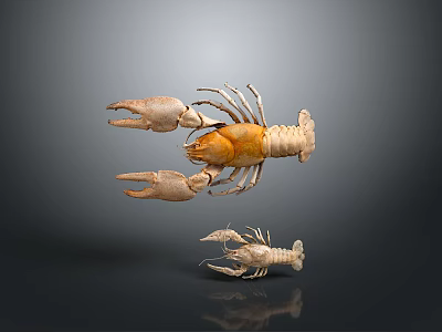 Realistic Large Lobster and Small Crayfish on Gray Background With Reflection 3d model
