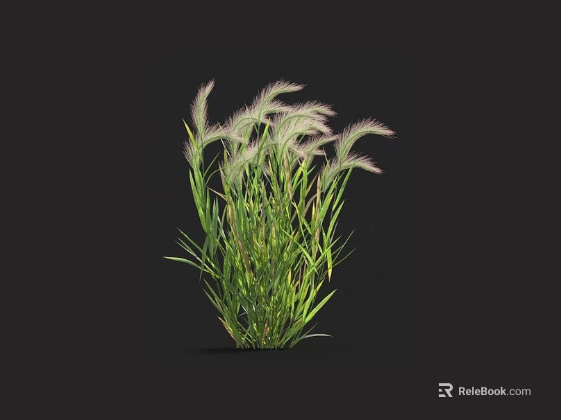 Lush Green Grass Plant With Purple Spiky Plumes And Long Green Leaves On Black Background 3d model 