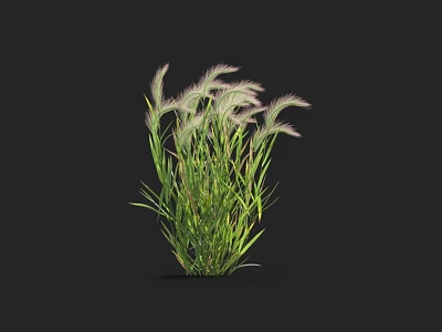 Lush Green Grass Plant With Purple Spiky Plumes And Long Green Leaves On Black Background 3d model
