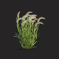 Lush Green Grass Plant With Purple Spiky Plumes And Long Green Leaves On Black Background