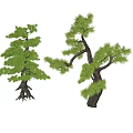 Two Lush Arbor Trees With Green Foliage And Sturdy Branching Trunks