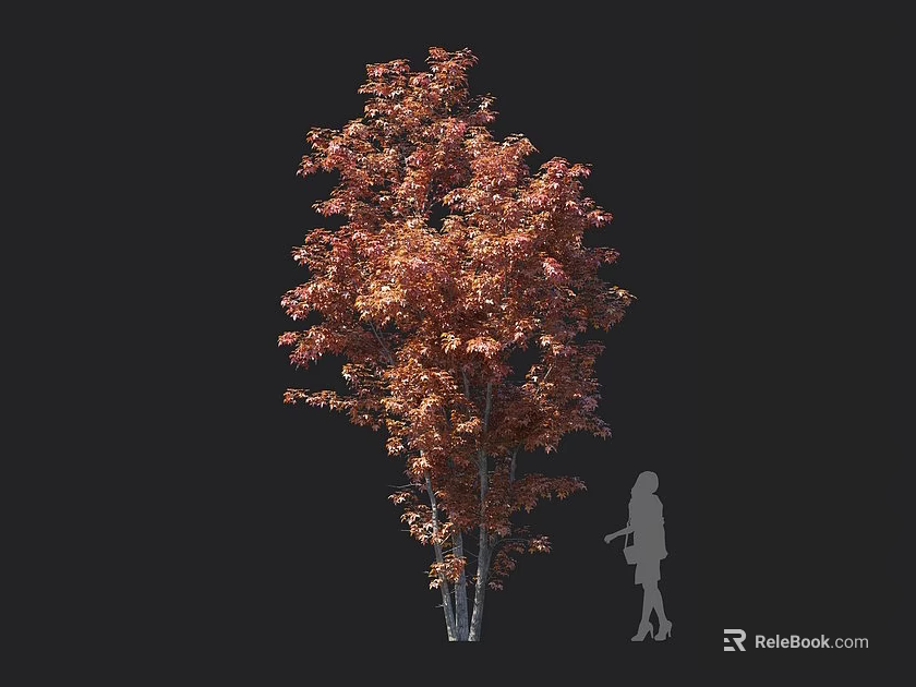 Tall Arbor With Vibrant Orange Red Leaves And Human Silhouette For Scale Reference 3d model 
