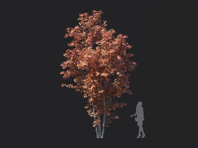 Tall Arbor With Vibrant Orange Red Leaves And Human Silhouette For Scale Reference 3d model