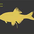 Silver Scaled Fish With Dark Fins And Reflection On Gray Background