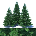 Tall Evergreen Coniferous Trees With Lush Green Foliage And Needle Leaves