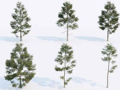 Diverse Arbor Trees Displaying Varied Crown Shapes And Foliage Densities 3d model