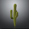 Tall Green Cactus Plant With Spiny Arms Standing On Gray Background
