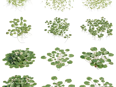 Vibrant Green Small Leaf Plants With Lush Foliage And Healthy Roots For Home Decoration 3d model
