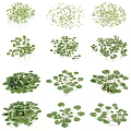 Vibrant Green Small Leaf Plants With Lush Foliage And Healthy Roots For Home Decoration