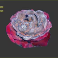 Elegant Pink and Red Gradient Rose Flower in Vase with Dark Background and Shiny Petals