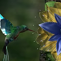 Flying Hummingbird With Green And Blue Feathers Sipping Nectar From Blue And Yellow Flower