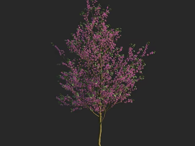 Purple Flowering Arbor With Dense Blooms And Yellow Trunk On Black Background 3d model