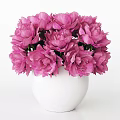 Beautiful Pink Peonies Arranged In White Ceramic Vase For Home Decor