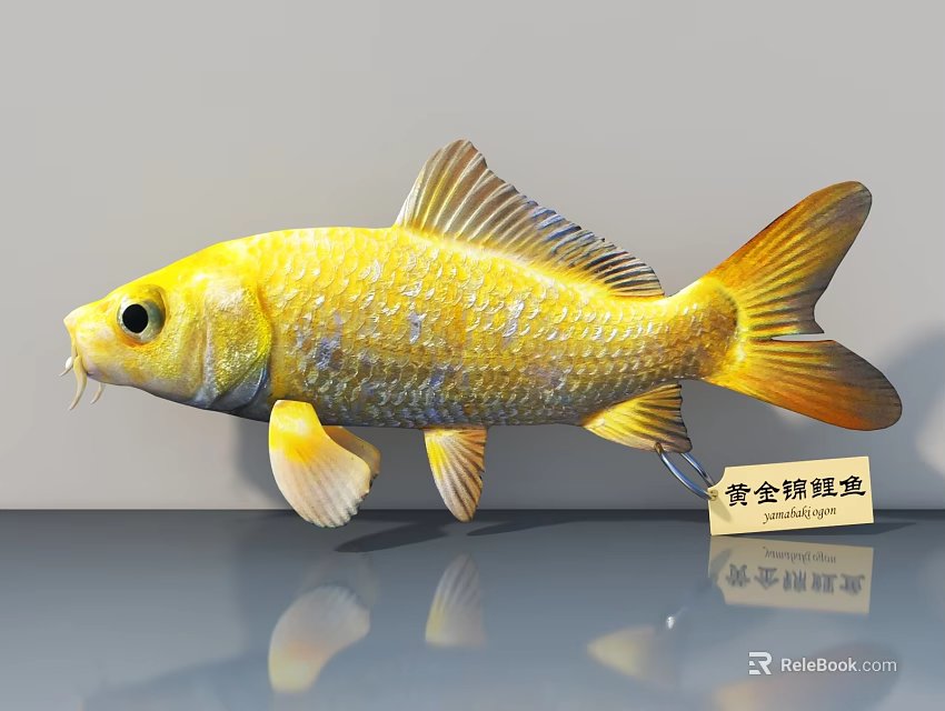 Elegant Golden Koi Fish with Shiny Scales and Reflection on Display Surface 3d model 