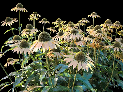 Blooming Echinacea Shrubs With Pale Yellow Flowers And Green Leaves In Garden 3d model
