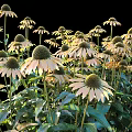 Blooming Echinacea Shrubs With Pale Yellow Flowers And Green Leaves In Garden