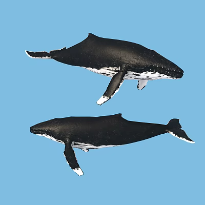 Two Black Whales Swimming Gracefully In Blue Water Natural Marine Environment Scene 3d model
