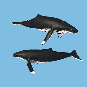modern whale 3d model