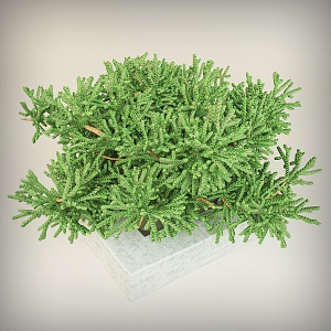 Shrub Plant Shrub Green Plant Outdoor Landscape Flowers and Grasses Flower Beds Grass 3d model