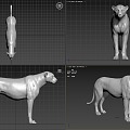 Leopard Leopard 3d model