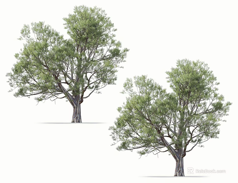 Lush Arbor Trees With Green Foliage And Strong Trunks In Natural Scene 3d model 