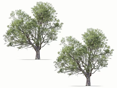 Lush Arbor Trees With Green Foliage And Strong Trunks In Natural Scene 3d model