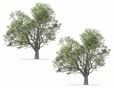 Lush Arbor Trees With Green Foliage And Strong Trunks In Natural Scene 3d model