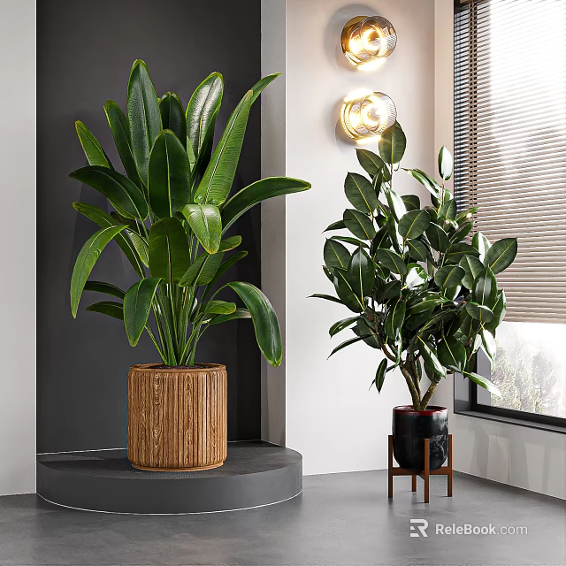 Large Indoor Potted Plants in Wooden Textured and Black Pots on Gray Platform and Stand 3d model 