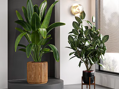 Large Indoor Potted Plants in Wooden Textured and Black Pots on Gray Platform and Stand 3d model