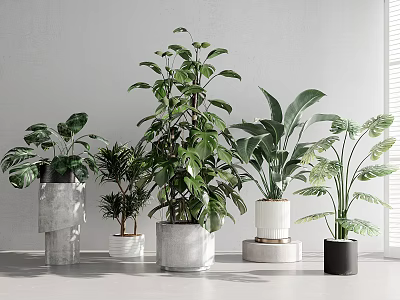Indoor Potted Plants In Various Decorative Pots With Green Leaves And Natural Light 3d model