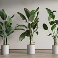 Large Leaf Potted Plants In White Pots On Wooden Floor Against Light Wall