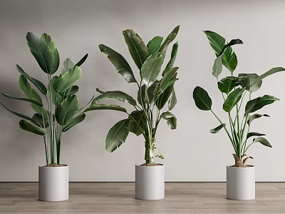 Large Leaf Potted Plants In White Pots On Wooden Floor Against Light Wall 3d model