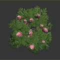 Vibrant Pink Flowering Plant With Blooming Blooms And Lush Green Leaves