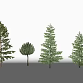 Diverse Arbor Trees With Different Forms Canopies Heights And White Background 3d model