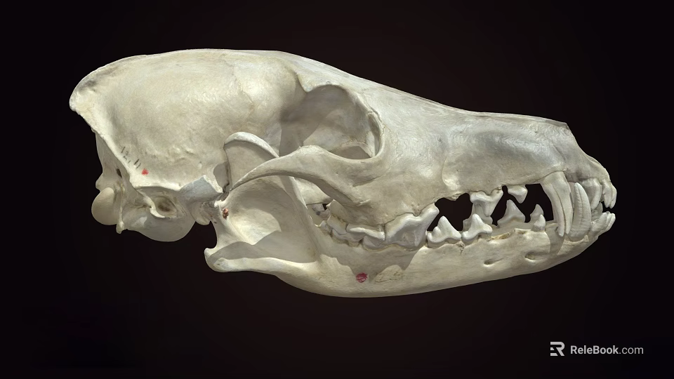 Anatomical Animal Skull Skeleton Displaying Visible Teeth And Bone Details 3d model 