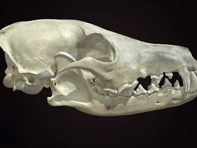 Anatomical Animal Skull Skeleton Displaying Visible Teeth And Bone Details 3d model