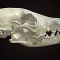 Anatomical Animal Skull Skeleton Displaying Visible Teeth And Bone Details