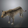 Leopard 3D Model in Standing Pose with Spotted Fur and Reflective Background 3d model