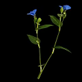 Vibrant Blue Flower With Two Blue Petals And Green Leaves On Black Background