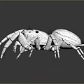 modern spider poisonous spider large spider reptile 3d model