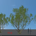 Three Arbor Trees In Design Rendering With Blue Sky White Clouds And Tile Ground 3d model