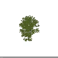 Tall Mature Tree With Lush Green Foliage Full Canopy And Strong Trunk For Outdoor Landscaping